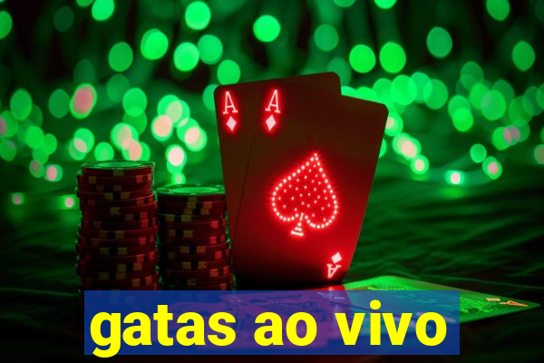 gatas ao vivo